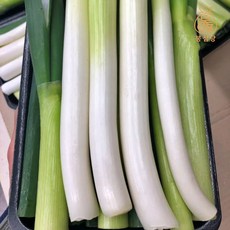 [봉심당] 향긋달큰 100% 진도대파 / 오늘수확 산지직송 / 아삭하고 진한 향의 신선 흙대파 뿌리있음, 1개, 5kg