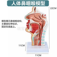 3B Scientific A300 안면근육 두개골 모형 해부학, 1개
