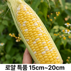 {신품종} 특산품 의령 산지직송 애플 초당옥수수, 1개, 특품 10개