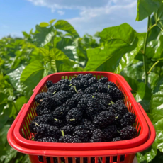 [25년햇오디] 원조품종 토종오디 생과급냉 산지직송 오디, 1세트, 2kg(특품)