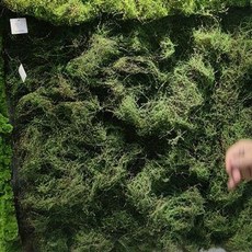 인조 이끼 가짜 잔디, No.11 Large Velvet, 1개