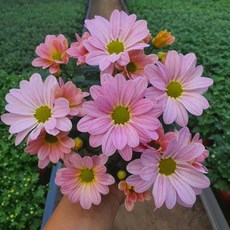 [무지개꽃/색상선택17종] 가드닝 국화 (꽃크기 6cm 소국 화분), 25. 코랄핑크색 (브리즈 프린세스), 1개