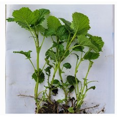 식용허브모종/토종민트(박하)5개/레몬밤5개/어성초5개/캐모마일5개, 레몬밤5개, 1세트