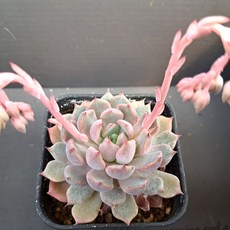 내맘대로골라 다육이 다육식물, 9번- 스타제이