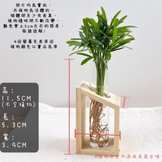 理想小品 斜角木座 水耕盆栽, 1個, 斜角木座單飾品(有含試管)(不含植物)