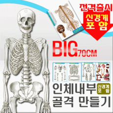 인체내부골격만들기(신경계포함 5인용)