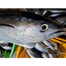 찐으로 맛있고 신선한상품 국내산 참다랑어 3kg급 가게에서 먹는것보다 더맛있어요, 1개, 3kg