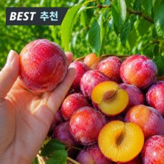 [노마진특가] 농가직송 과즙뿜뿜 새콤달콤 자두, 1박스, 1kg, (상)
