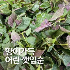 어린 깨순 깨순나물 깻순 들깨순 1kg, 1개