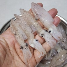 생물 호래기 꼴뚜기 호래기회 500g, 1개