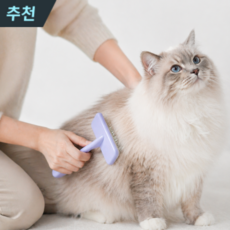 시티어리 저자극 강아지 고양이 죽은털 제거 털정리 펫브러쉬, 1개, 파스텔 보라