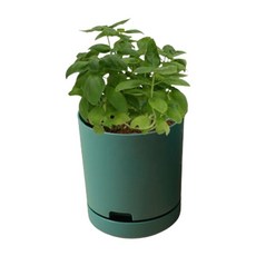보급창고 바질 키우기 수경재배 키트 베란다텃밭