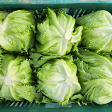 국내산 산지직송 양상추 업소용, 1박스, 4kg