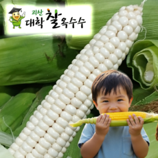 2026년 괴산 대학찰옥수수 산지직송 당일수확, 1박스, 20개 (17cm 내외)