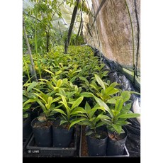 - 遮陰環境水果皇后, 1個, 馬士特陀螺山竹實生苗20公分