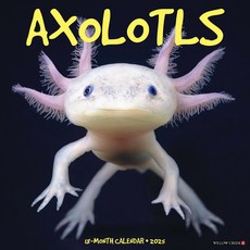 (영문도서)Axolotls 2026 12 X 12 Wall Calendar Spiral, Willow Creek Press Calendars, English, 9781549249990