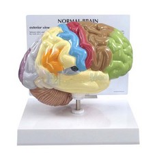 [보건쌤이오] 인제 장기 신경 뇌 감각운동 모형 G295