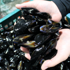 김현수의 당일채취 산지직송 국내산 남해안 제철 손질 홍합 담치, 1개, 4kg