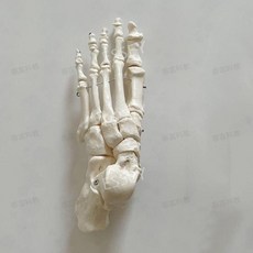발목관절모형 족부 모형 교구 실습 인체모형 해부 병원 발 한의원, 왼쪽 발뼈