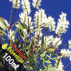 J031 카제풋 100ml (Cajeput Essential Oil) 천연에센셜 오일 원액 아로마, 1개