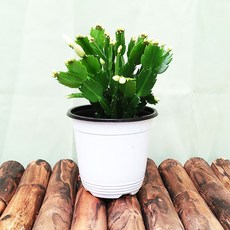 [하늘꽃농원] 가재발 선인장 중품 여리여리한 꽃 색 랜덤, 1개