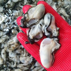 둥이네수산 통영 최상급 깐굴 생굴 김장굴, 1kg, 1개