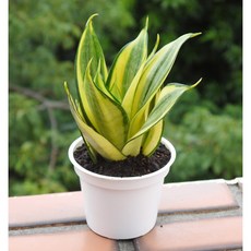 花樣渼栽盆栽生活館 哈尼虎尾蘭 黃金短葉虎尾蘭 (3寸) (室內清淨空氣盆栽) 室內植物 室外植物 多肉植物, 1個, 整組-圓盆（附白色水盤）