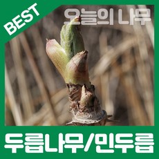 합리적 가격의 우수한 참두릅나무/가시없는 민두릅나무묘목 판매, 가시있는 참두릅나무묘목 중묘, 1개, 25cm이상 중묘