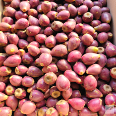 제주 백년초 생과 손바닥 선인장 열매, 백년초 열매 3kg, 1개