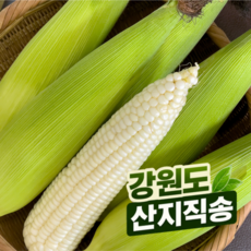 강원도 미백 찰옥수수 고랭지 햇 옥수수, 10개