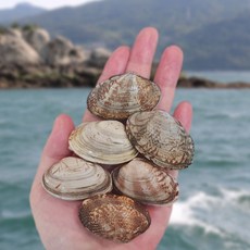 당일채취 남해안 자연산 왕바지락 바지락살, 왕 바지락 1kg, 1개