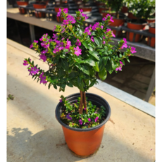 식물교감 보라색 쿠페아 목대 후페아 구피아 사계절꽃(외목대X), 1개