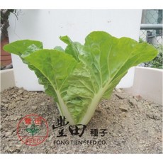 青尼龍白菜種子 葉柔嫩 食用口感好, 1包
