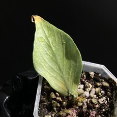 호야 폴리네우라 실버 동일품배송