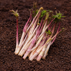 영양만점! 국내산 눈꽃땅두릅 제철 봄나물, 1개, 300g