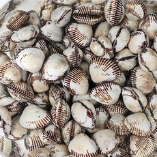 새꼬막 상 1kg 90-95미, 단품, 단품