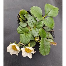 미소화원농장 딸기 모종 열매채소 키우기