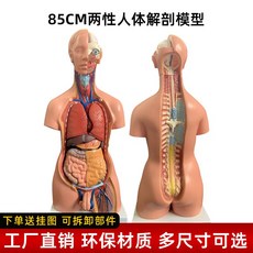 인체 골격 모형 해부도 근육 교구 드로잉 장기 해부학 부품 마네킹, 1. 85cm 양쪽 모델