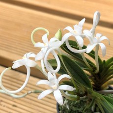 [금비농원] 금은라사/부귀란 소엽풍란 석부작 목부작 공기정화식물 풍란, 1개