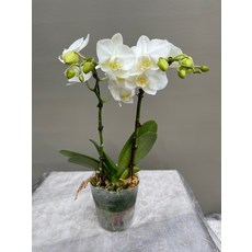 화이트 호접 아마빌리스, 1개