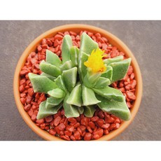 다육식물 미파 꽃이 이뿐다육 토분에 심은 다육이 분갈이 필요없는 다육화분 홈가드닝 카페 사무실 소품 장식품 공기정화식물 화분째 배송합니다. 로뎀다육