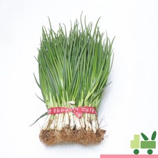 사라상회 흙쪽파 5kg, 1개