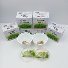 [무료배송/당일배송] 매일쑥쑥 7일완성 꼬마농부 새싹 키우기 키트 [엘리빅마켓], 6개