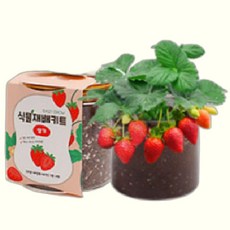 식물재배키트 식물키우기 바질 딸기 고수 파슬리 식물재배기 새싹키우기 반려식물 홈가드닝, 03고수