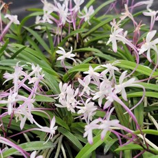 [금비농원] 홍야 /부귀란 풍란색화 석부작 공기정화 식물, 1개