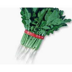 피피에스 PPS 진미열무 씨앗 30g, 1개