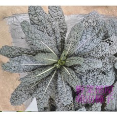 【野菜部屋~】H09 恐龍芥藍種子 1磅裝 葉肉厚且質感細嫩, 1包