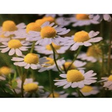 德國洋甘菊(二)純精油 100ml 分裝罐 印度產, 1個