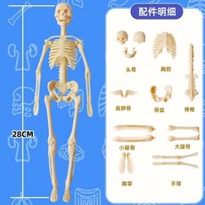 科學玩具W7 人體器官模型 軀幹結構 醫學人體認知 科教玩具, 1個, 人體骨骼、袋裝