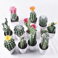 인테리어 조화 인조선인장, 1개, 인조선인장 B - 1